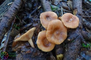 lactarius theiogalus (2) (1000 x 667).jpg_product_product_product_product_product_product_product_product